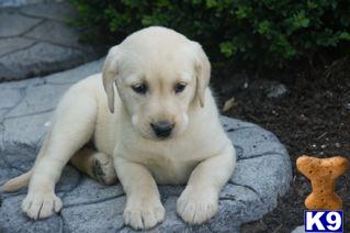 Labrador Retriever Puppies for Sale